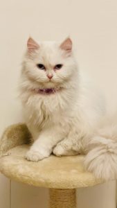 Med rätt kattsand blir katten rumsren